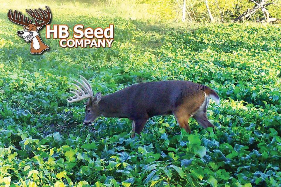 Big buck walking through an HB Seed food plot